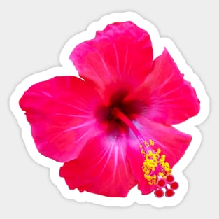 Red Hibiscus Floral Photo Beach Vibe Sticker